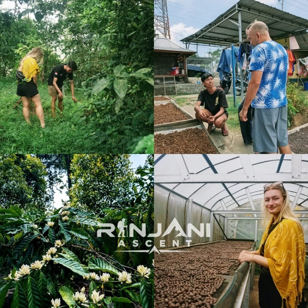 Senaru Coffee Tour